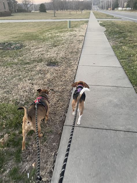 porthos beagle prada breezy windy|breezy and windy dog.